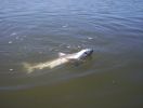 Filename=kayak_shark_001.jpg
Filesize=347KB
Dimensions=1632x1232
Date added=Nov 08, 2008 kayak_shark_001.jpg