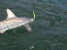 Filename=Black tip 7-4-05.JPG
Filesize=70KB
Dimensions=613x460
Date added=Aug 03, 2005 Black tip 7-4-05.JPG