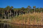 Filename=Guana_Lake_(By_RS).jpg
Filesize=137KB
Dimensions=640x427
Date added=Aug 02, 2006 Guana_Lake_(By_RS).jpg