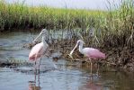 Filename=Married_Spoonbills__in_July(by_RS).jpg
Filesize=144KB
Dimensions=640x427
Date added=Aug 02, 2006 Married_Spoonbills__in_July(by_RS).jpg