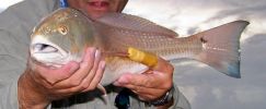 Filename=Pink_RedFish_in_the_Grass_RSLov2FlyFish.jpg
Filesize=54KB
Dimensions=640x263
Date added=Oct 06, 2007 Pink_RedFish_in_the_Grass_RSLov2FlyFish.jpg