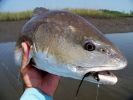 Filename=Red-Head_Fox_Clouser.jpg
Filesize=81KB
Dimensions=640x480
Date added=Aug 28, 2007 Red-Head_Fox_Clouser.jpg