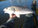 Filename=st_aug_fishing_gold_spoon_009_(Small).jpg
Filesize=47KB
Dimensions=640x480
Date added=Nov 01, 2006 st_aug_fishing_gold_spoon_009_(Small).jpg