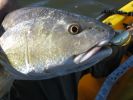 Filename=st_aug_fishing_gold_spoon_015_(Small).jpg
Filesize=50KB
Dimensions=640x480
Date added=Oct 31, 2006 st_aug_fishing_gold_spoon_015_(Small).jpg