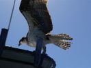 osprey003.jpg