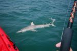 Filename=Shark_2.JPG
Filesize=177KB
Dimensions=1544x1024
Date added=Jul 10, 2006 Shark_2.JPG