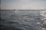 Filename=The_tarpon.jpg
Filesize=45KB
Dimensions=604x401
Date added=Jul 10, 2006 The_tarpon.jpg